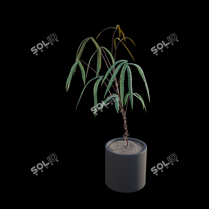 Anthurium Cutucuense 3D Models 3D model image 5