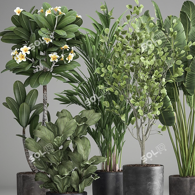 Exotic Plant Collection: Decorative Plants for Indoor and Outdoor with Concrete Vase 3D model image 3