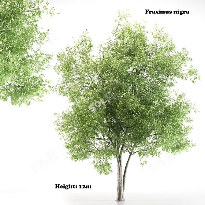 Black Ash Tree - Height 12m 3D model image 1