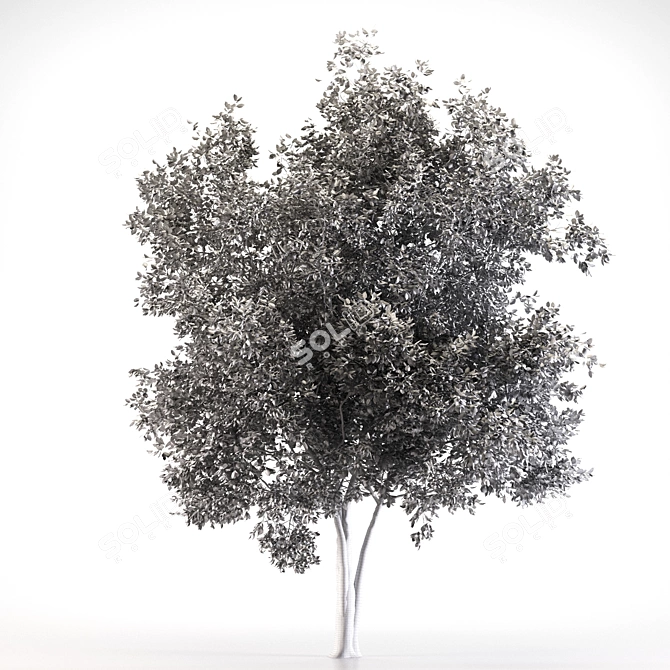Black Ash Tree - Height 12m 3D model image 3