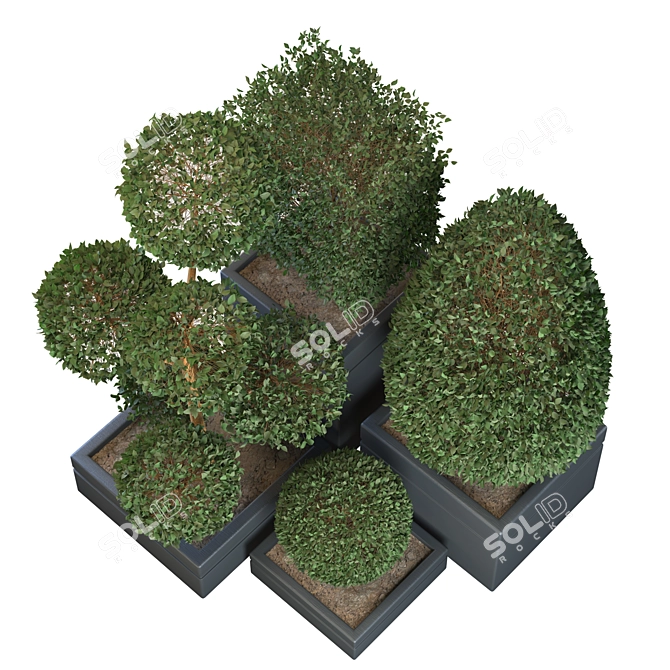 Stunning Indoor Plant Collection 3D model image 3