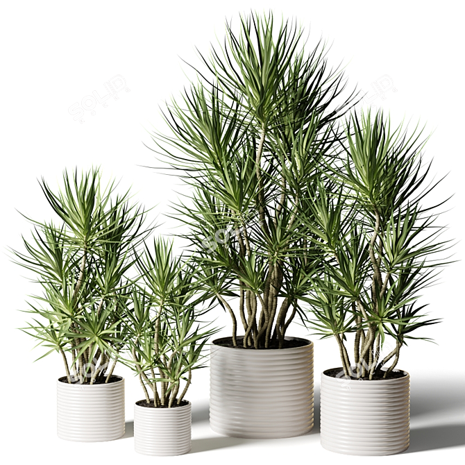 Assorted Dracaena: Perfect Indoor Plants 3D model image 1