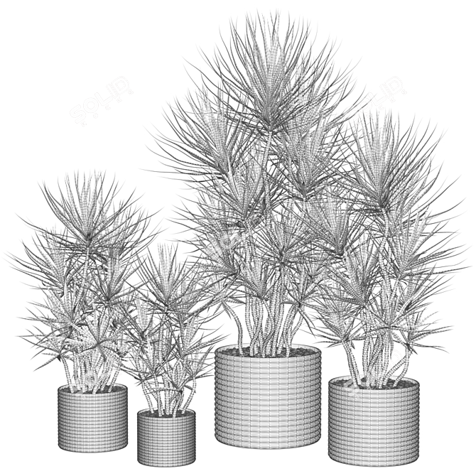 Assorted Dracaena: Perfect Indoor Plants 3D model image 2