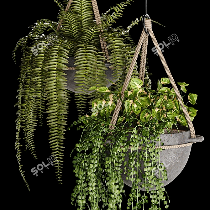 Lush Indoor Hanging Plant Trio 3D model image 2