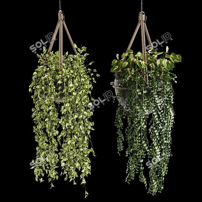 Lush Indoor Hanging Plant Trio 3D model image 3