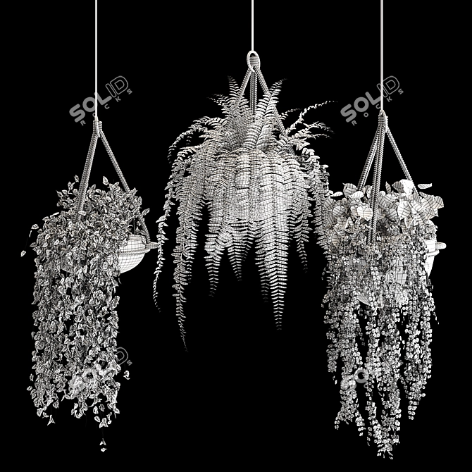 Lush Indoor Hanging Plant Trio 3D model image 4