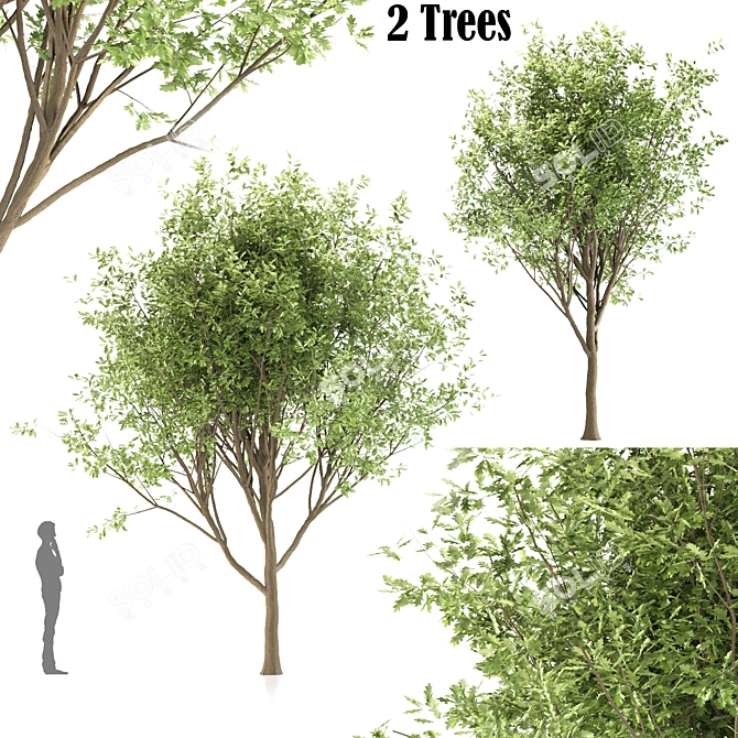  Duo Oak Tree Set  3D model image 1