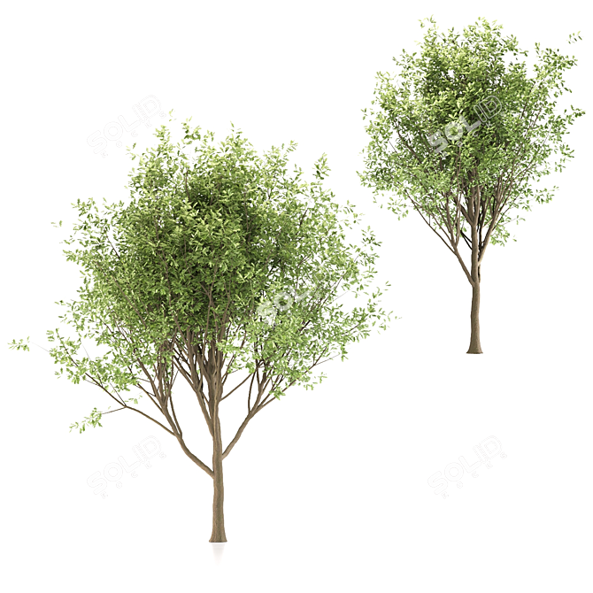  Duo Oak Tree Set  3D model image 2