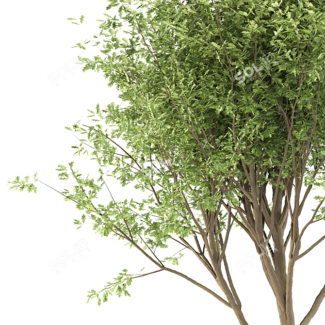  Duo Oak Tree Set  3D model image 3