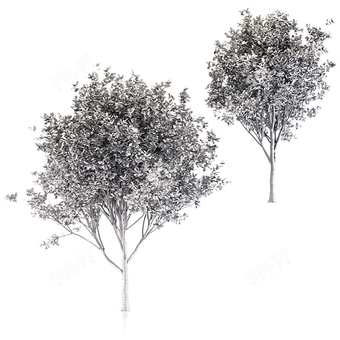  Duo Oak Tree Set  3D model image 4