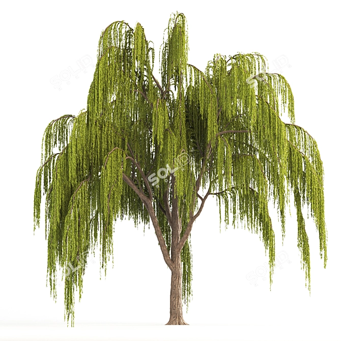 Graceful Weeping Willow Tree 3D model image 1