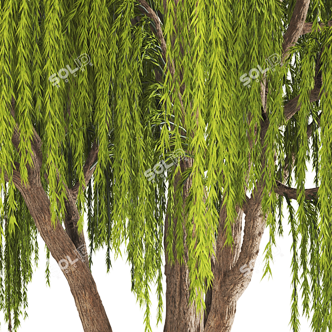 Graceful Weeping Willow Tree 3D model image 2