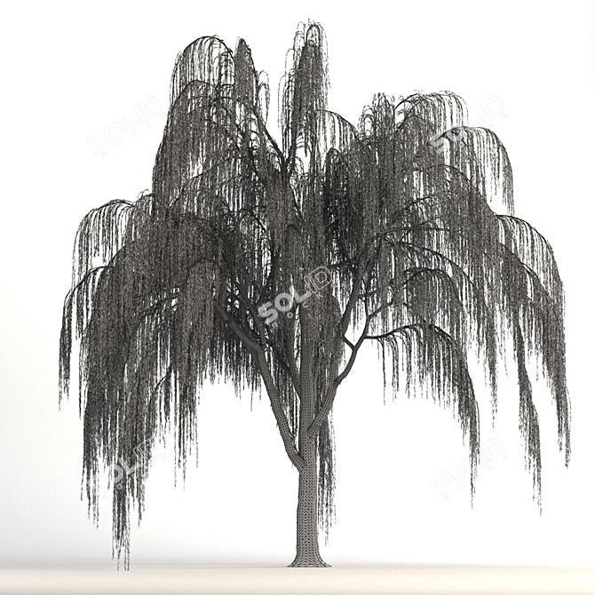 Graceful Weeping Willow Tree 3D model image 3