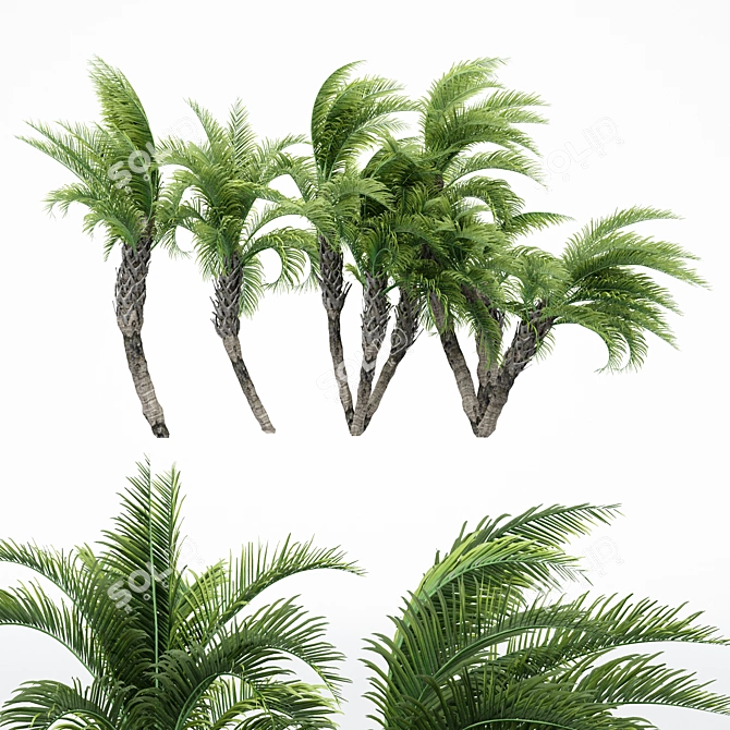 Curly Palm: Lifelike 3D Tree 3D model image 2