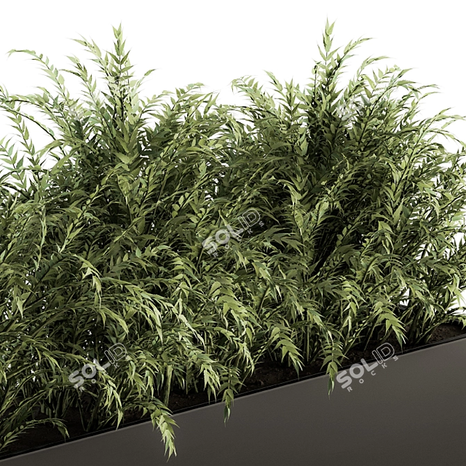 Polypodiales Plant Box Set: Outdoor Beauty 3D model image 3