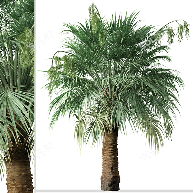 Blue Hesper Palm Delight - Set of 2 3D model image 2