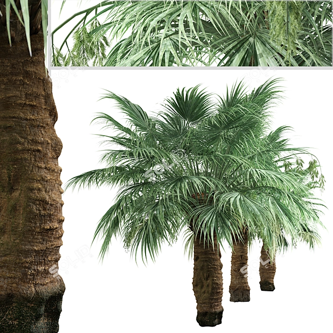 Blue Hesper Palm Delight - Set of 2 3D model image 3
