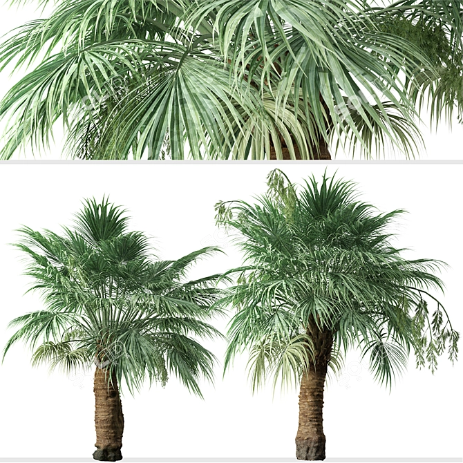 Blue Hesper Palm Delight - Set of 2 3D model image 4