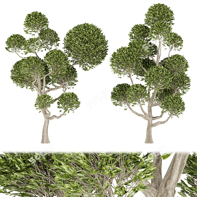 Nature's Haven Collection Tree Vol.1 3D model image 1