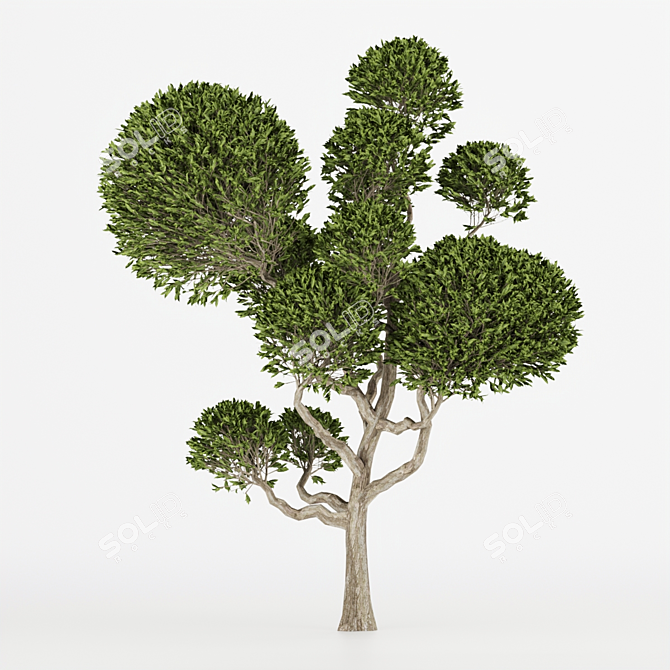 Nature's Haven Collection Tree Vol.1 3D model image 2