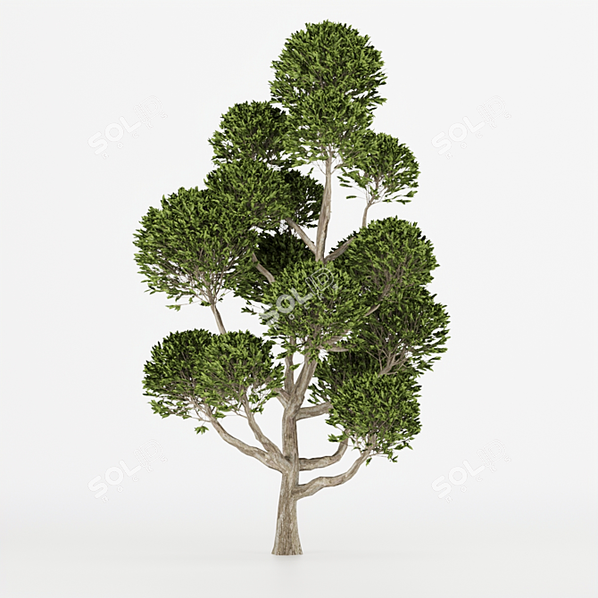 Nature's Haven Collection Tree Vol.1 3D model image 3