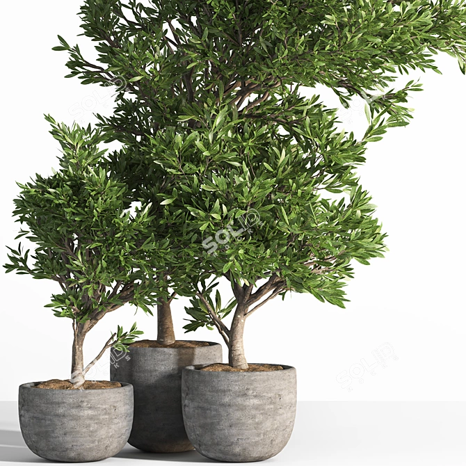 Versatile Outdoor Plant Set 3D model image 2