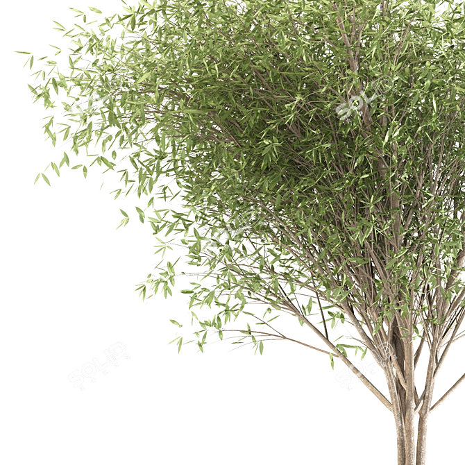 Fragile Willow Trio: 3 Sizes 3D model image 2