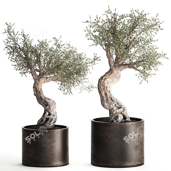 Exotic Olive Tree in Rusty Vase - Plant Collection 989 3D model image 1