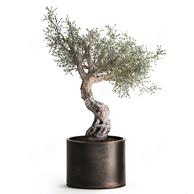 Exotic Olive Tree in Rusty Vase - Plant Collection 989 3D model image 2