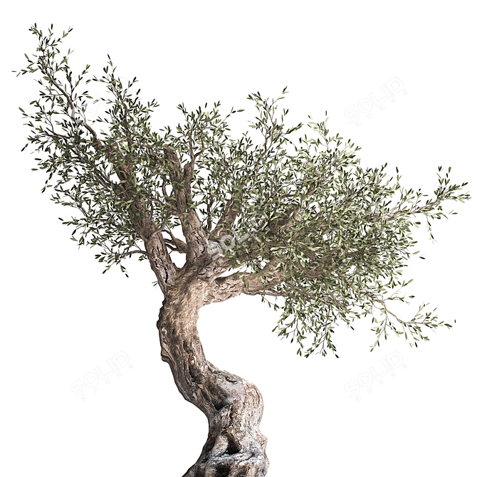 Exotic Olive Tree in Rusty Vase - Plant Collection 989 3D model image 3