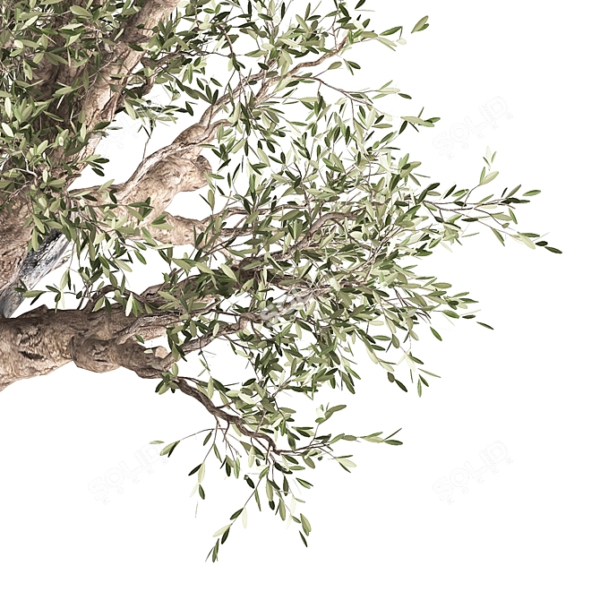 Exotic Olive Tree in Rusty Vase - Plant Collection 989 3D model image 5