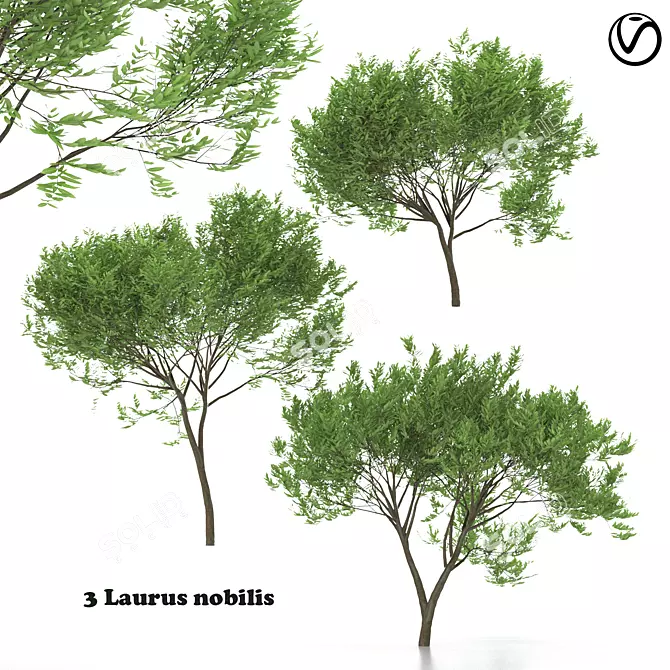  Trio of Laurus nobilis 3D model image 1