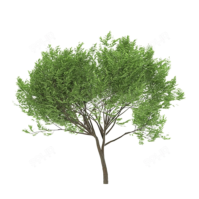  Trio of Laurus nobilis 3D model image 2