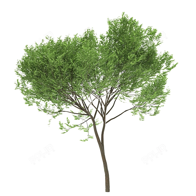  Trio of Laurus nobilis 3D model image 4