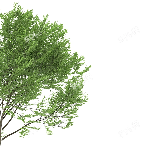  Trio of Laurus nobilis 3D model image 5