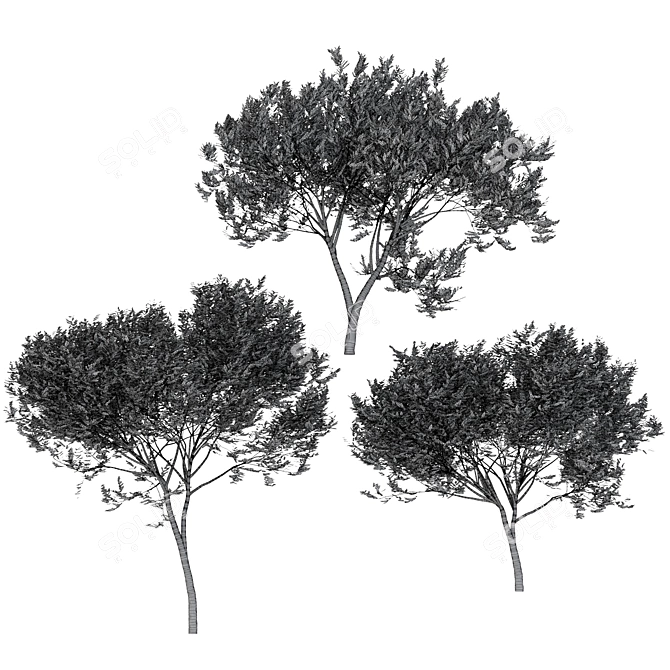  Trio of Laurus nobilis 3D model image 6