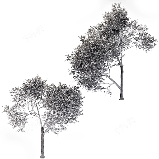 Sweet Maple Duo: 2 Trees 3D model image 4