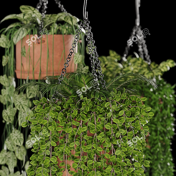 Evergreen Oasis: Hanging Plant Collection 3D model image 2