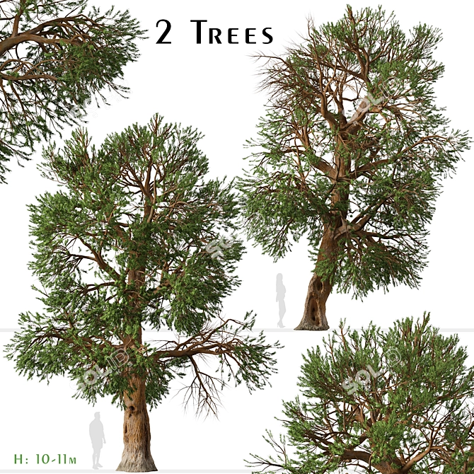 Rare Foxtail Pine Set (2 Trees) 3D model image 1