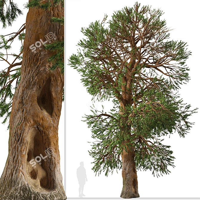 Rare Foxtail Pine Set (2 Trees) 3D model image 2