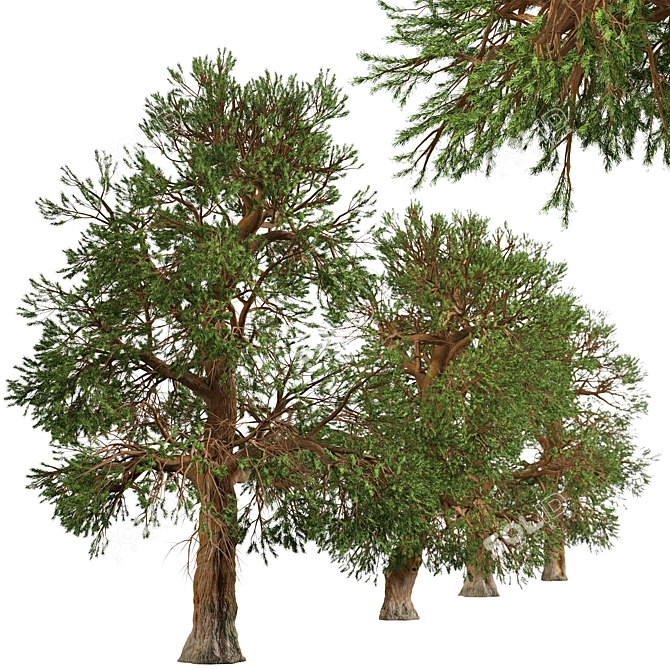 Rare Foxtail Pine Set (2 Trees) 3D model image 3