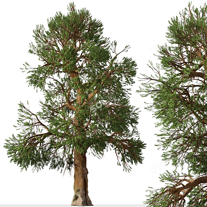 Rare Foxtail Pine Set (2 Trees) 3D model image 4