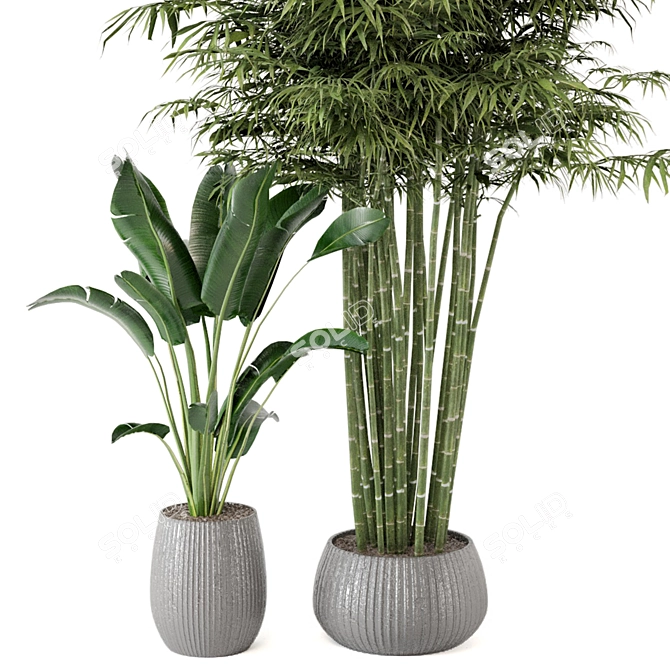 Botanical Oasis - Indoor Plants Set 3D model image 3