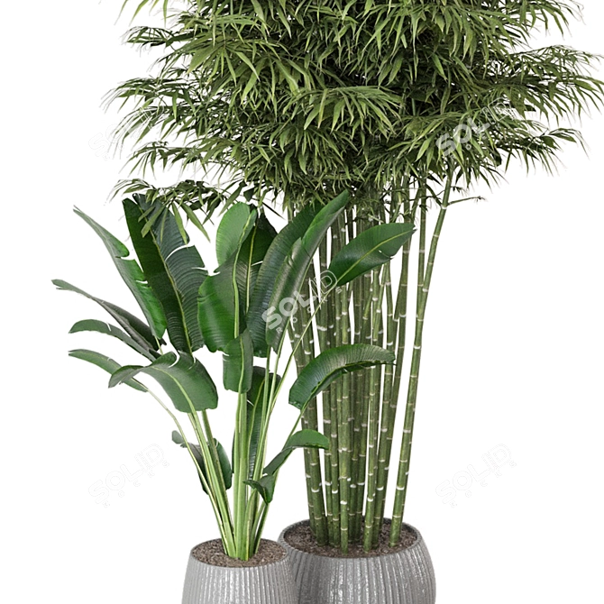 Botanical Oasis - Indoor Plants Set 3D model image 5