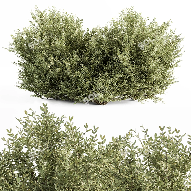 Elegant Buxus Leaf Bush Set 3D model image 1