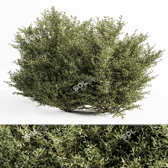 Elegant Buxus Leaf Bush Set 3D model image 2