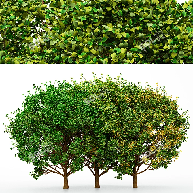 Seasonal Tree Collection: 3 Variations 3D model image 1