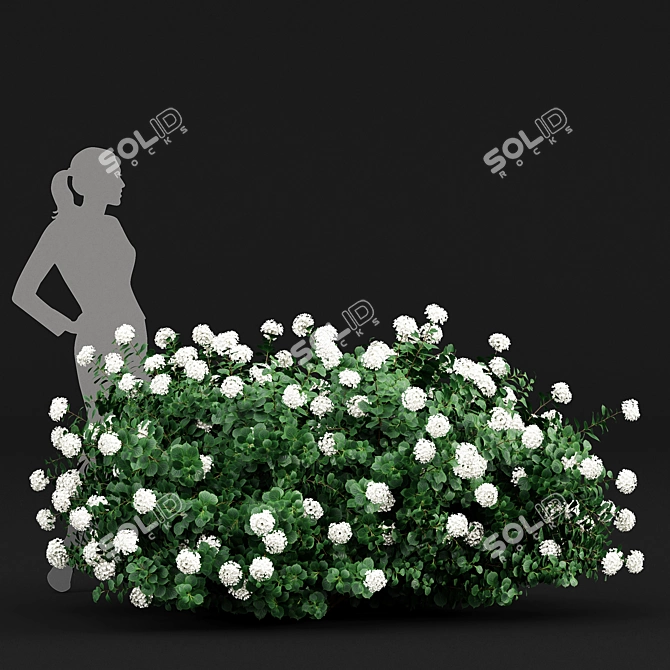 Huge Variety Bigleaf Hydrangeas in 4 Beautiful Colors 3D model image 2