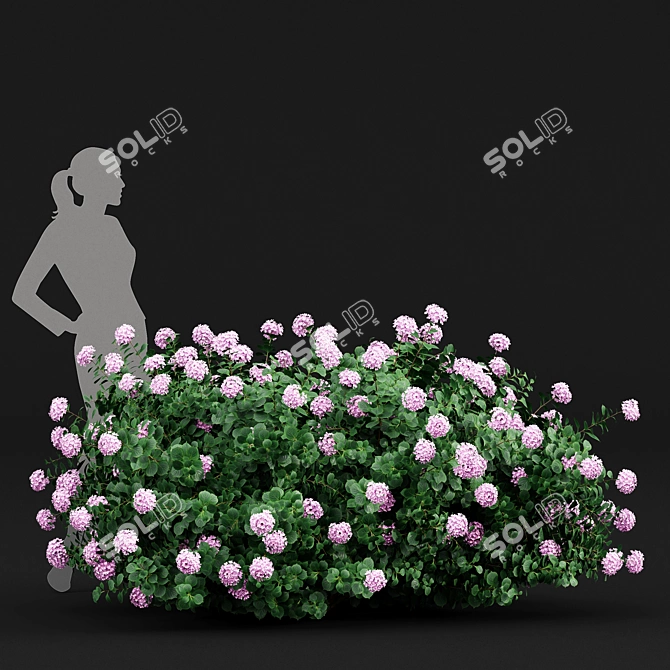 Huge Variety Bigleaf Hydrangeas in 4 Beautiful Colors 3D model image 3