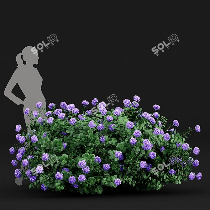 Huge Variety Bigleaf Hydrangeas in 4 Beautiful Colors 3D model image 4